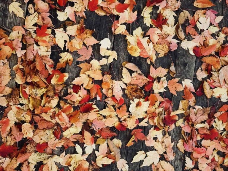 Fall Craft Bazaar