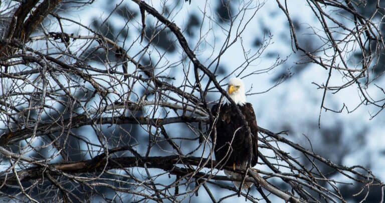 Eagle Hcc Main Header